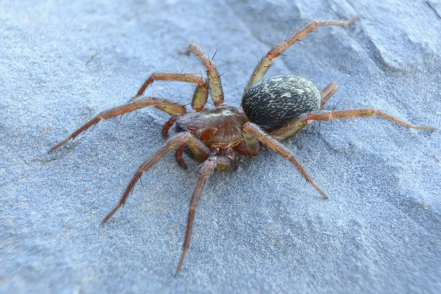 Agelenidae? S, Lycosoides coarctata - Portovenere (SP)